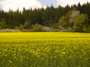 Картинка природа поля лес поле желтый лето
