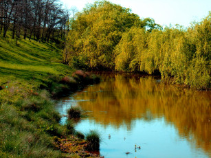 Картинка природа реки озера река ивы