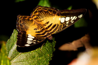 Картинка бабочка на листе животные бабочки лист полоски