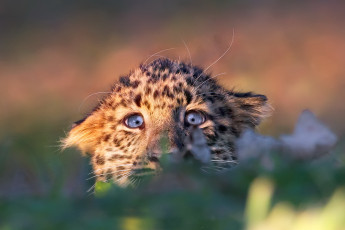Картинка ипуганый леопард животные леопарды выглядывает котёнок