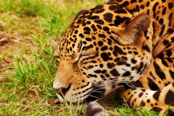 Картинка спящий ягуар животные Ягуары спит морда