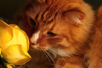 Картинка животные коты роза рыжий кот
