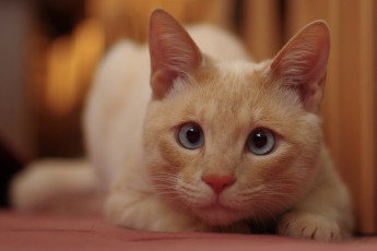 Картинка животные коты взгляд мордочка рыжий кот