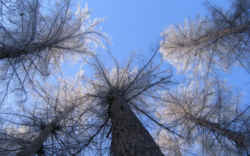 Картинка природа деревья небо стволы