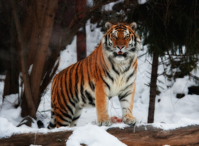 Обои картинки фото тигр, животные, тигры, стоит, смотрит, снег