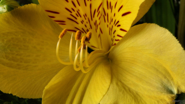 Обои картинки фото цветы, альстромерия, желтый
