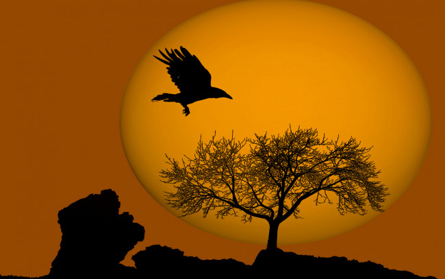 Обои картинки фото ravens, ball, природа, пейзажи, солнце