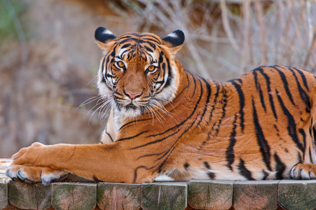 Обои картинки фото тигр, животные, тигры, профиль, взгляд, лежит