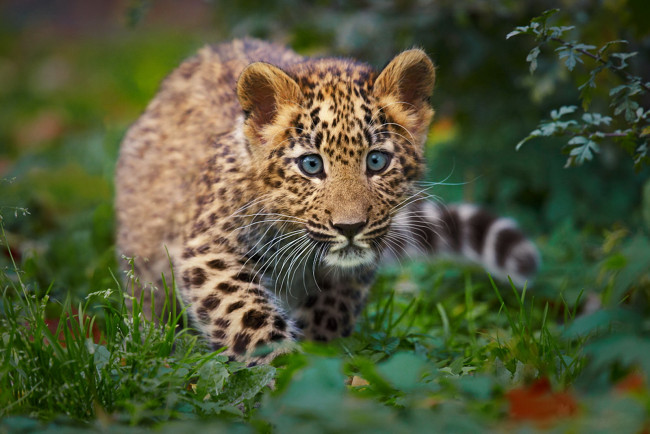 Обои картинки фото котёок, леопарда, животные, леопарды, трава, котёнок, леопард
