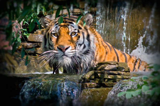 Обои картинки фото принимаю, ванну, животные, тигры, водопад, тигр, камни, листва, фотошоп