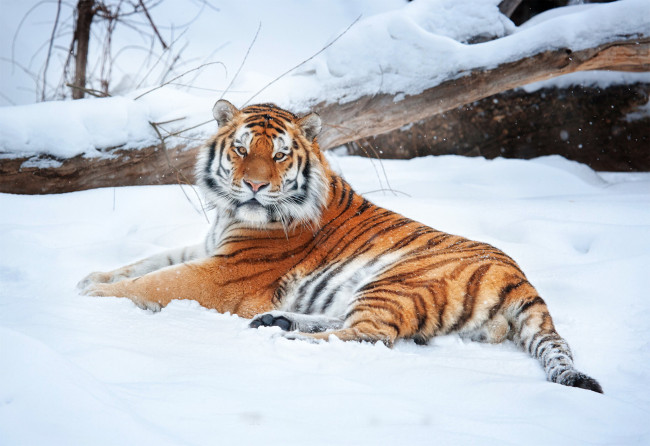 Обои картинки фото тигр, на, снегу, животные, тигры, взгляд, снег, лежит
