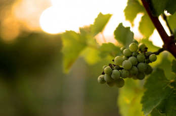 Картинка природа Ягоды +виноград кисть винограда листья