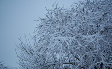 Картинка природа зима снег ветви дерево