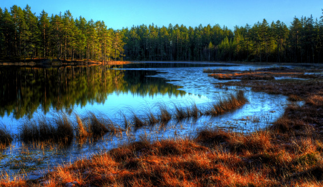 Обои картинки фото природа, реки, озера, трава, осень, река, лес, излучина