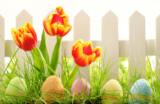 Обои картинки фото праздничные, пасха, easter, природа, весна, забор, тюльпаны, цветы, трава, яйца, праздник