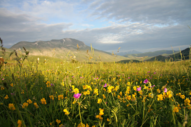 Обои картинки фото природа, луга, цветы, трава, луг, горы, облака