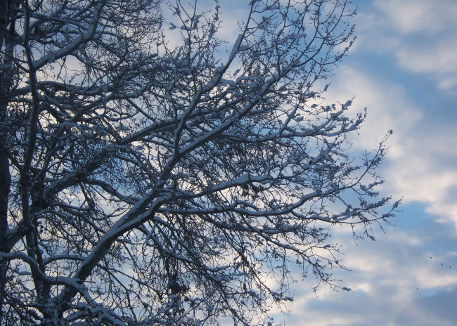Обои картинки фото природа, деревья, облака, небо, снег, тополь, ветви, дерево