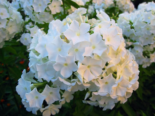 Картинка цветы белые