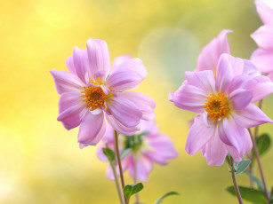 Картинка цветы георгины розовые пара фон