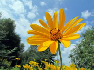 Картинка цветы космея солнечный желтый