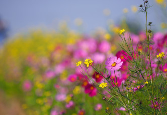 Картинка цветы луговые+ полевые +цветы розовая лето космея луг