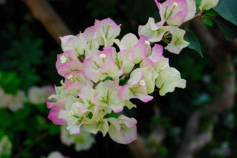 Картинка цветы бугенвиллея ветка бело-розовые