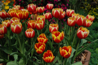 Картинка цветы тюльпаны клумба оранжевые