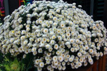 Картинка цветы хризантемы белые клумба куст