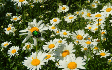Картинка цветы ромашки майский жук