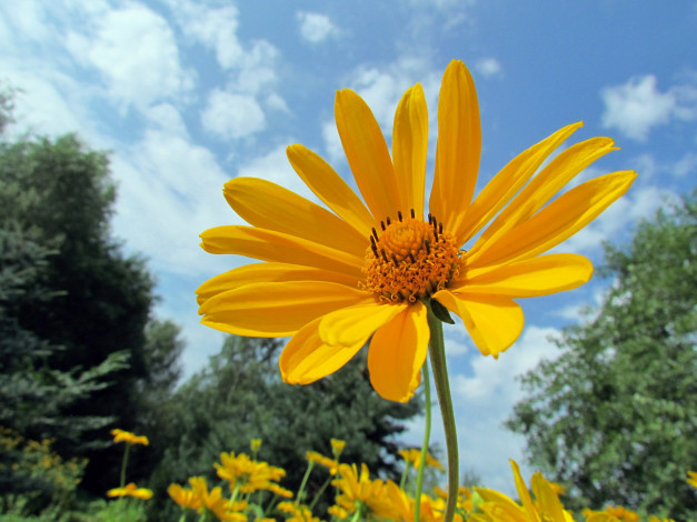 Обои картинки фото цветы, космея, солнечный, желтый