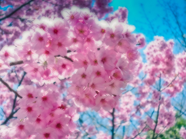Обои картинки фото цветы, сакура,  вишня, нежность, небо, макро, розовые