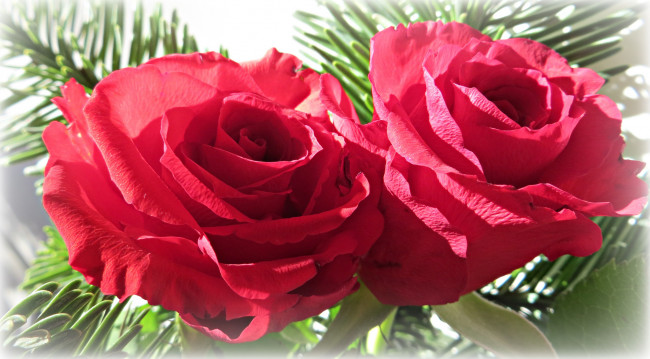 Обои картинки фото цветы, розы, пара, красные