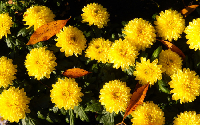Обои картинки фото цветы, хризантемы, листья, осень, жёлтые, солнечно, куст