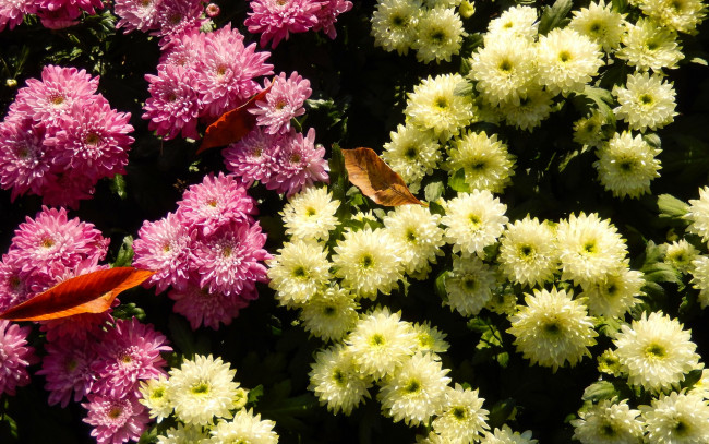 Обои картинки фото цветы, хризантемы, осень, клумба, жёлтые, листья, розовые