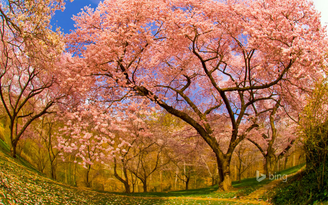 Обои картинки фото цветы, сакура,  вишня, сша, округ, колумбия, сад, цветение, весна, вашингтон, думбартон-окс, вишня