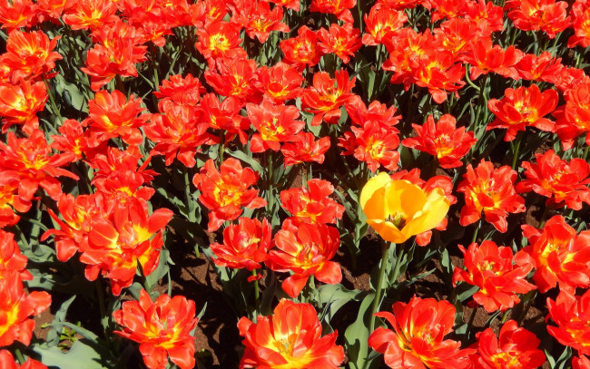 Обои картинки фото цветы, тюльпаны, весна, поле