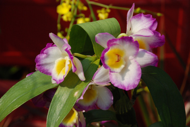 Обои картинки фото цветы, орхидеи, листья