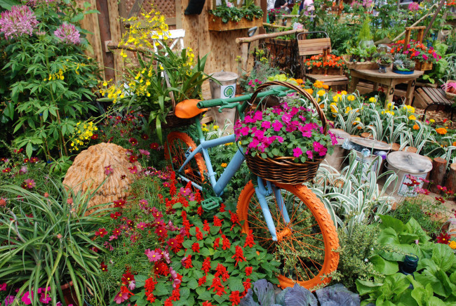 Обои картинки фото цветы, разные вместе, велосипед, разные, клумба, петунии