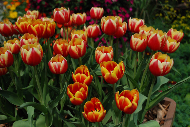Обои картинки фото цветы, тюльпаны, клумба, оранжевые