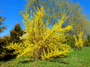 Картинка природа деревья желтый