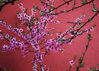 Картинка цветы цветущие+деревья+ +кустарники персик