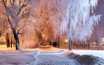 Картинка природа зима аллея деревья снег