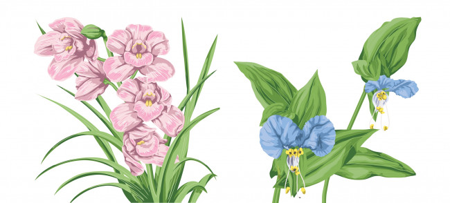 Обои картинки фото векторная графика, цветы , flowers, лепестки, цветы, листья, фон