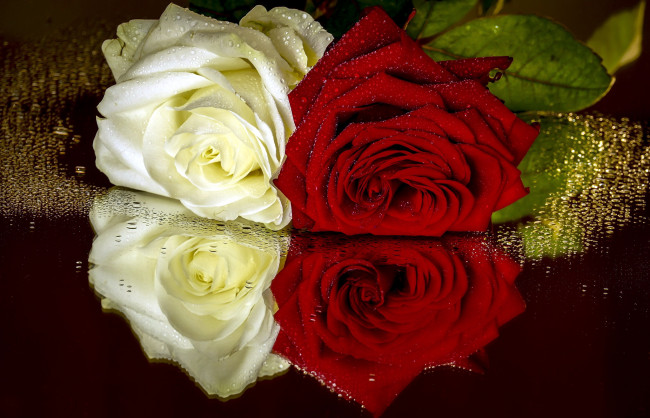 Обои картинки фото цветы, розы, дуэт, капли, отражение