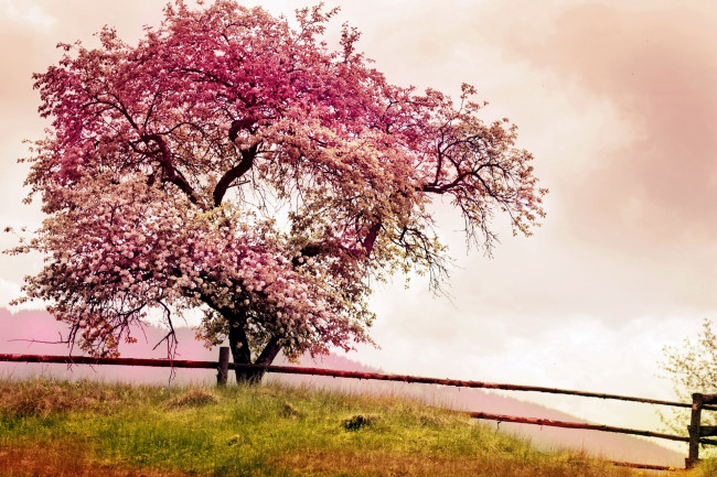 Обои картинки фото природа, деревья, весна