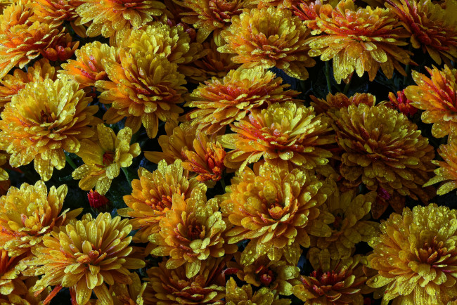 Обои картинки фото цветы, хризантемы, листья, лепестки