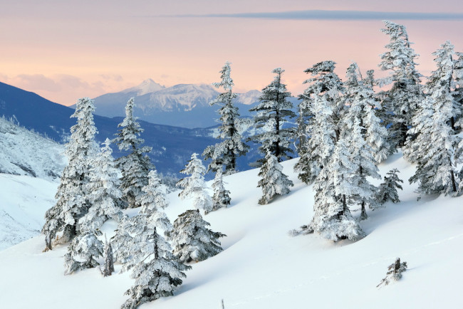 Обои картинки фото природа, зима, горы, снег, деревья