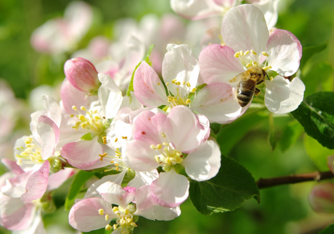 Обои картинки фото цветы, цветущие деревья ,  кустарники, пчела, цветение, весна, яблоня, макро