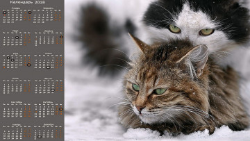 обоя календари, животные, кошка, двое