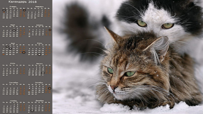 Обои картинки фото календари, животные, кошка, двое